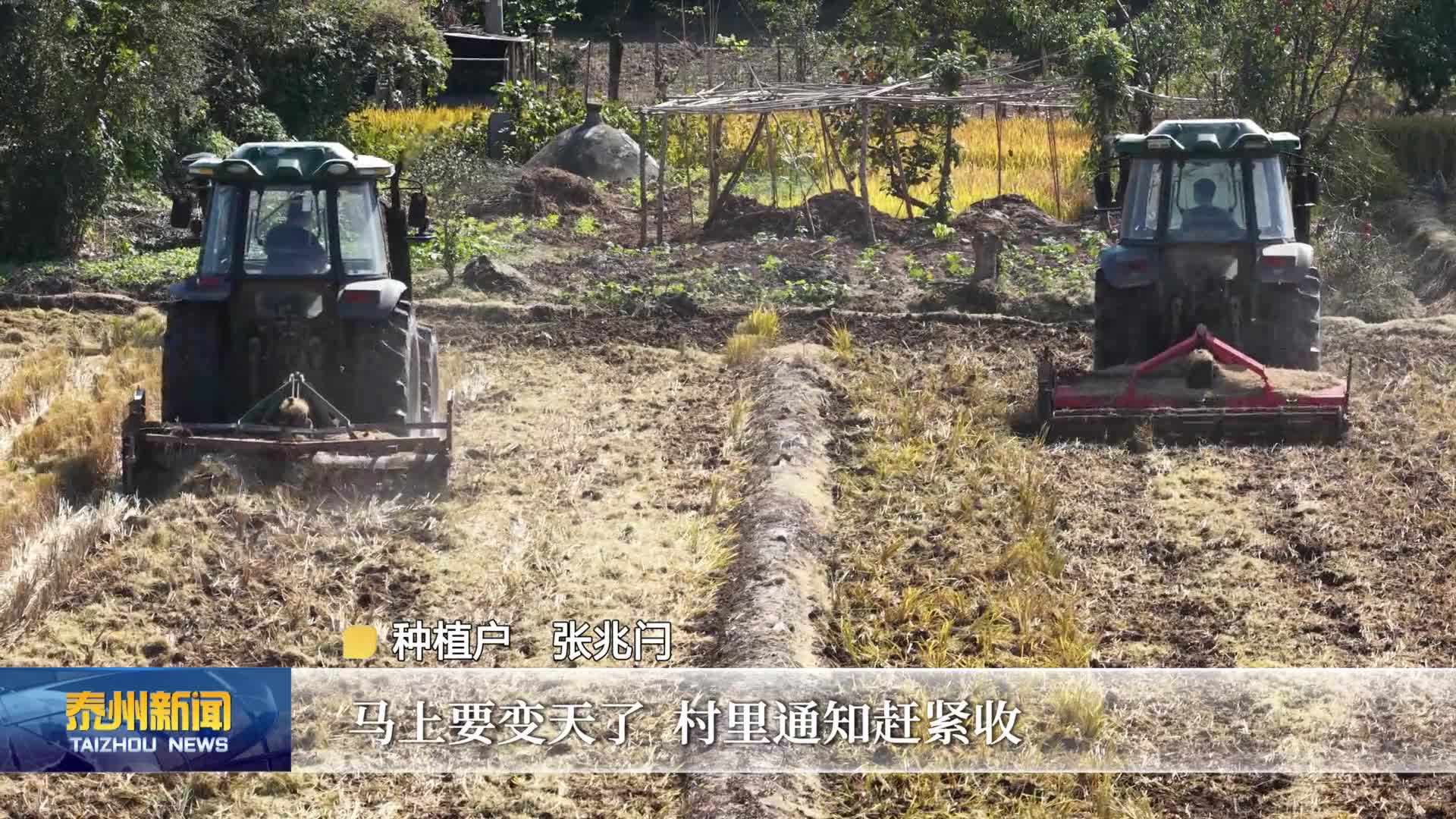 在希望的田野上·丰收时节  泰州：水稻收割近八成  打响“抢收抢播抢种”攻坚战